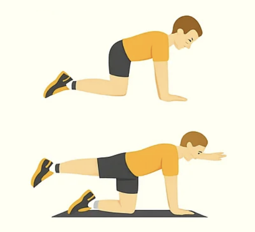 bird dog stretch for back pain