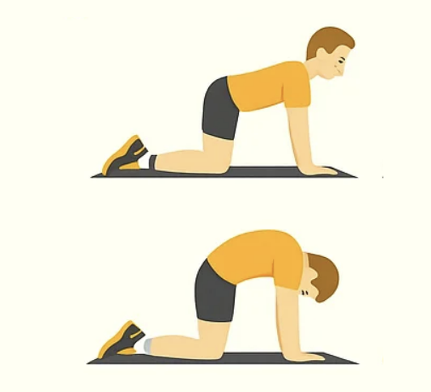 cat-cow stretch for back pain
